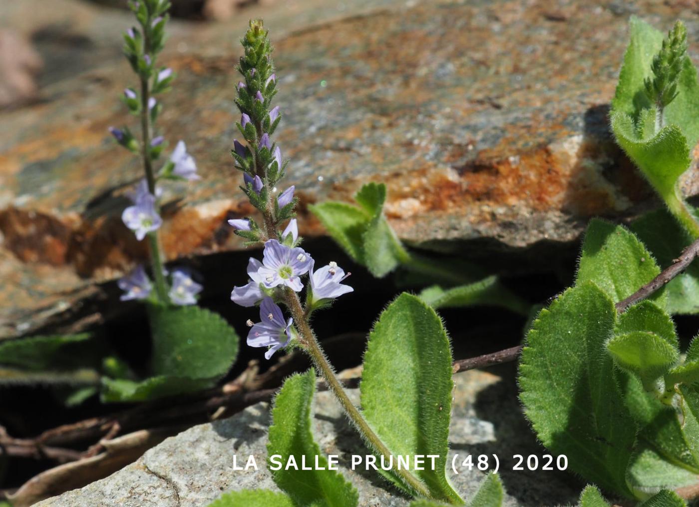 Speedwell, Common flower